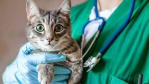 Jornadas de esterilización para gatos