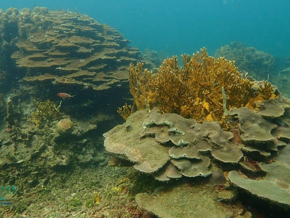 Cartagena Reef Check 2019.