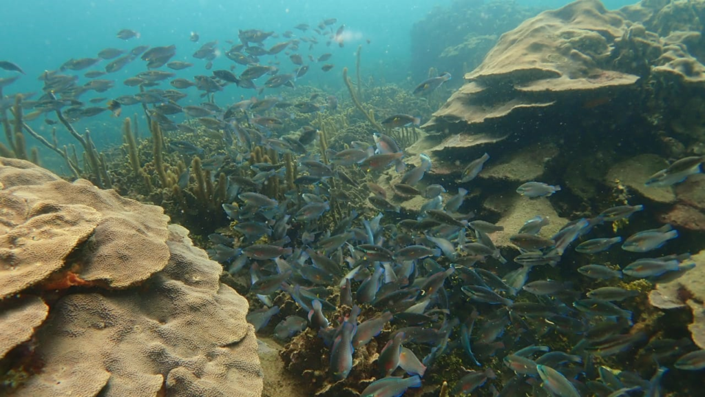 Cartagena Reef Check 2019.
