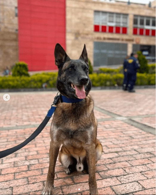 Dastan, el perro colombiano que viajará a Venezuela para buscar sobrevivientes bajo los escombros 