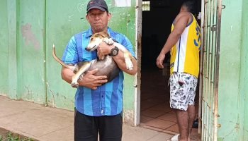 Montería sigue brindando bienestar a los animalitos: la Alcaldía ha esterilizado 1.777 en lo que va del 2025 