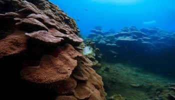 La Sociedad de Mejoras Públicas lidera taller para la conservación de los Corales de Varadero en Cartagena