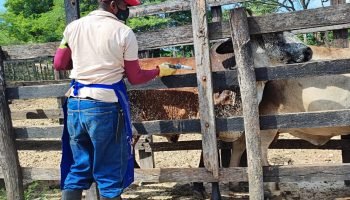 Avanza con éxito el ciclo de vacunación contra la fiebre aftosa en Colombia: ya se ha inmunizado el 74 % del hato nacional