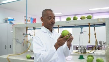 Tecnológico Comfenalco impulsa la agroindustria de Bolívar con pulpa de mango fermentada y concentrada