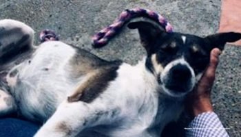 Mujer es judicializada por lanzar a perrito del piso 12 y un hombre por golpear a canina con palo