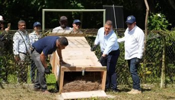De Valle del Cauca a Bolívar: CARDIQUE y CVC liberan a ‘La Ñata’, un caimán en cautiverio ilegal