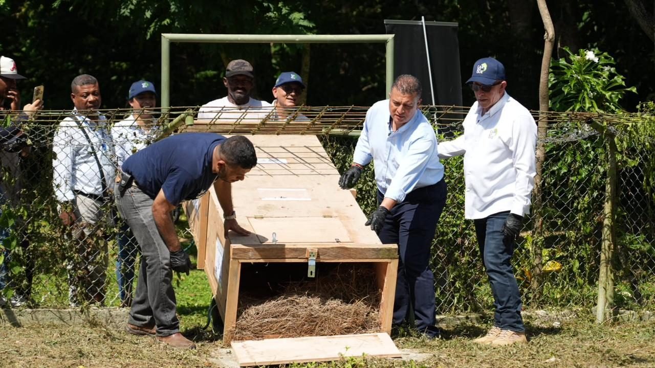 CARDIQUE Y LA ÑATA