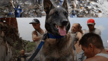 Dastan, el perro colombiano que viajará a Venezuela para buscar sobrevivientes bajo los escombros 