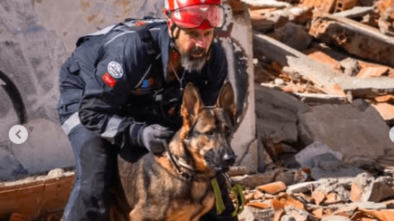 Togo perro rescataste Venezuela