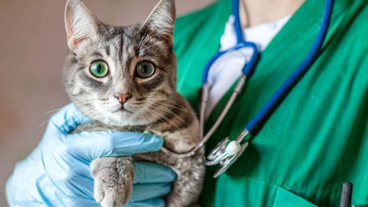 Jornadas de esterilización para gatos