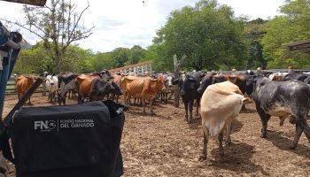 Fedegán lidera con éxito vacunación de más de 6 millones de bovinos contra fiebre aftosa en Colombia