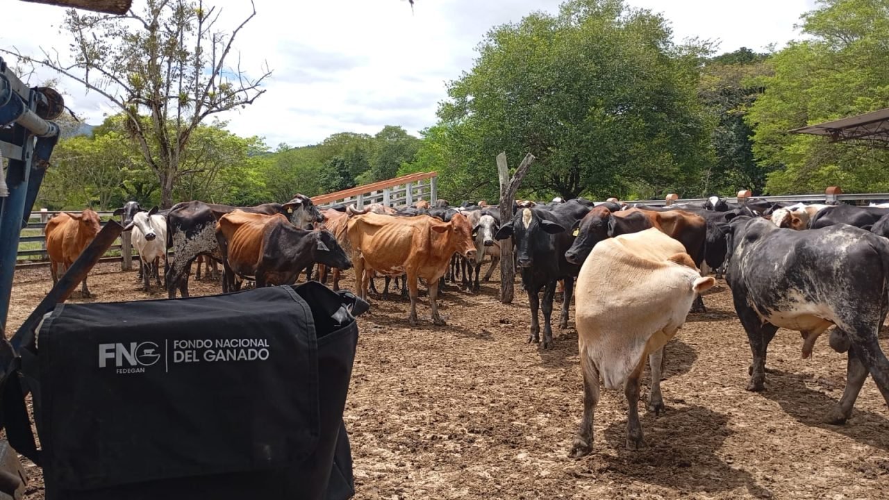 FEDEGÁN FIEBRE AFTOSA