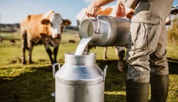 Ganaderos enfrentarían multa de 21 millones de pesos por vender lactosuero como leche entera