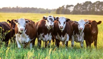 Ganaderos crecen en medio de la crisis: cifras aumentaron en más del 10% con carne y leche