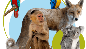 Cardique advierte sobre los riesgos de mantener animales silvestres como mascotas