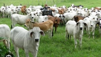 Banda de cuatreros estarían sacrificando vacas de campesinos en Bolívar: hacen llamado urgente a las autoridades