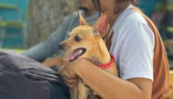 Montería lleva más de 1.100 animales esterilizados en lo que va del 2025
