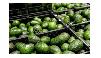 Hombre llevaba armas en cargamento de aguacate: había salido de la cárcel hace un mes
