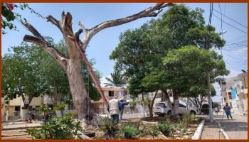 Cartagena enfrenta un déficit alarmante de árboles: uno por cada 16 habitantes.