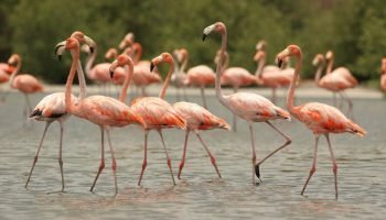 ¡Qué lindo! Avistamiento de flamencos rosados en la Ciénaga de la Virgen es el nuevo plan en Cartagena