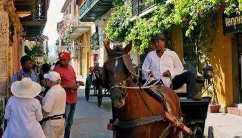 Tribunal de Cundinamarca le pone “tatequieto” a los cocheros turísticos en Cartagena: ordenó proteger a los caballos