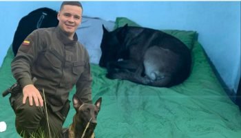 Perrito sigue esperando a su amo que fue asesinado en un ataque armado 