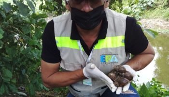 Más de 300 caracoles africanos encontrados en Cartagena: EPA y Guardia Ambiental toman medidas