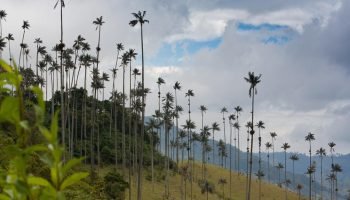 La palma de cera del Quindío: la más alta del mundo según Guinness World Records