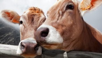 ¿Sabías que las vacas eligen a una compañera como su mejor amiga?