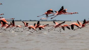 Donde el viento también enseña a amar