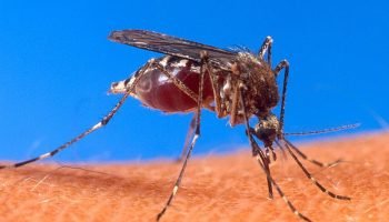 ¡Batalla contra el dengue! ciudad del Caribe que registra 729 casos adelanta trabajos de prevención y atención contra el mosquito