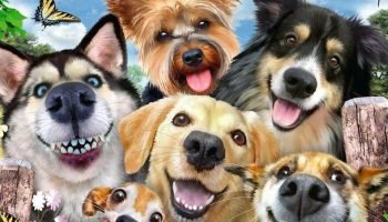 Cartagena se compromete a cuidar y proteger los animales con la aprobación de su nueva política pública
