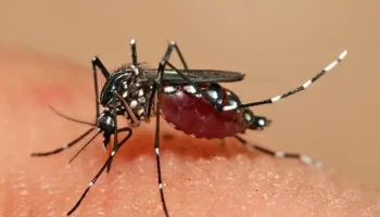 ¡Pilas! Estos son los barrios con más casos de dengue en Cartagena