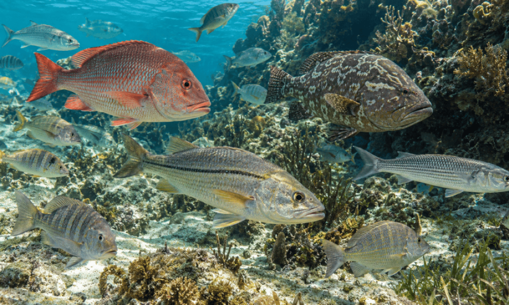 ¿Qué tipos de peces comen los cartageneros? Conoce algunas de las especies más populares