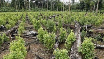 Unidos por la mata que no mata: Colombia y Bolivia piden legalización de la Coca a la OMS