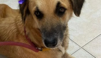 Perrita habría terminado presuntamente con hilos en su interior tras proceso de sutura: esto dice la veterinaria