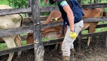 En solo 7 días FEDEGÁN-FNG e ICA vacunaron contra fiebre aftosa 2,6 millones de bovinos y bufalinos