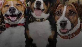 Se aprueba en primer debate la licencia remunerada para personas que hayan perdido sus perritos