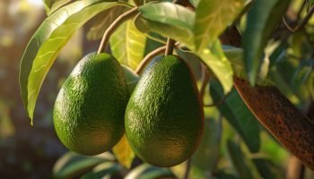 Avocados hanging, growing on a tree, close-up. Green fruits of avocado on the tree with leafs, sunlight, AI generative