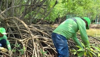Cartagena contará con la siembra de 25 mil mangles en seis zonas estratégicas de la ciudad