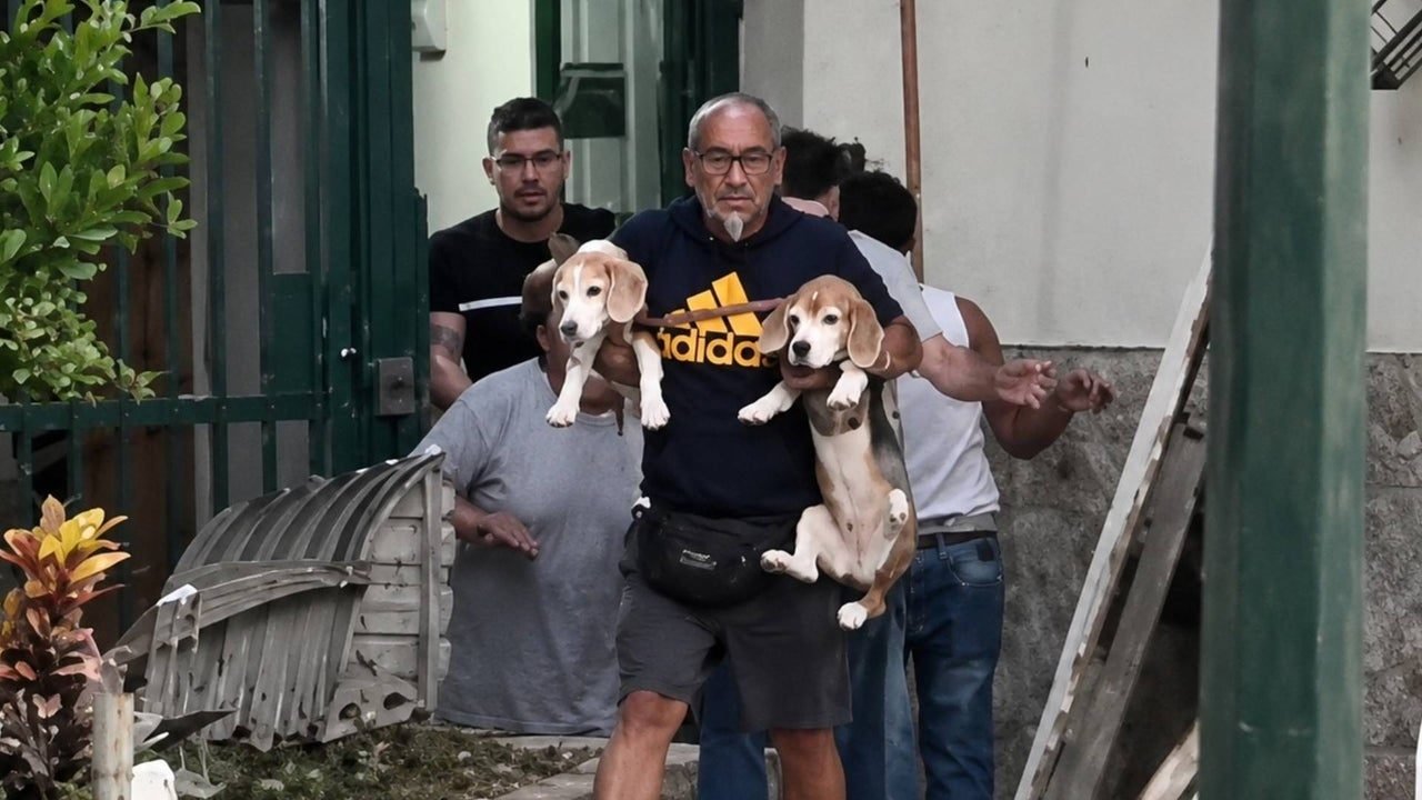 Caracas mascotas