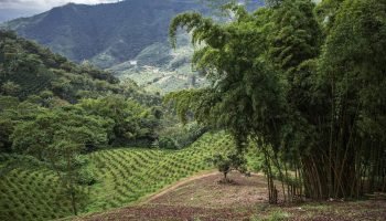 Reino Unido apuesta por el agro colombiano: inversiones, biodiversidad y pequeños productores
