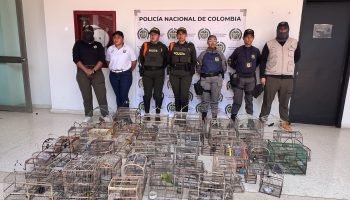 Cardique y Policía de Carabineros rescatan 63 aves silvestres mantenidas ilegalmente en cautiverio en Bolívar