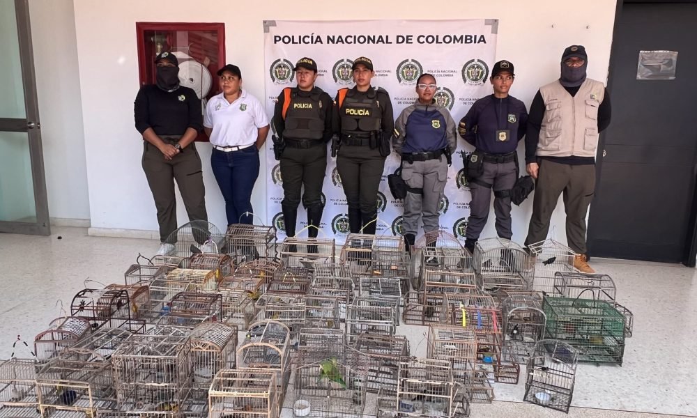 Cardique y Policía de Carabineros rescatan 63 aves silvestres mantenidas ilegalmente en cautiverio en Bolívar
