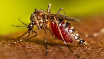Casa del Niño alerta sobre los signos y síntomas del dengue y las infecciones respiratorias agudas