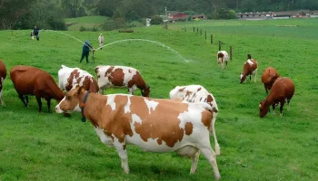 Ganadería colombiana: el ciclo de altos precios mundiales abre una oportunidad histórica para producir más y mejor