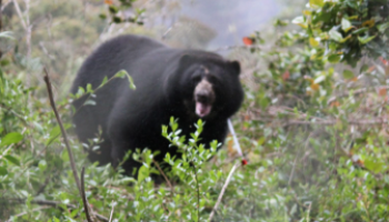 Murió Tamá, el oso andino que iba a ser liberado en el Parque Nacional Natural Tamá