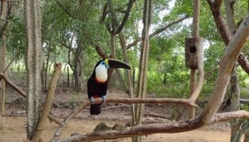 ¡Entrada gratis al aviario nacional! menores de 25 años y mayores de 60 años podrán ingresar sin costo este 4 de octubre