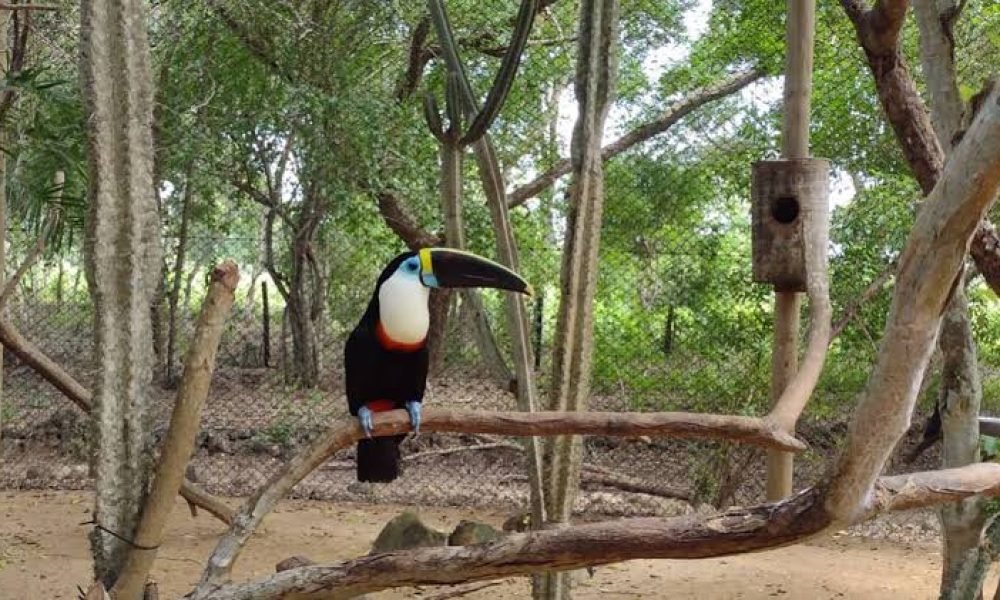 ¡Entrada gratis al aviario nacional! menores de 25 años y mayores de 60 años podrán ingresar sin costo este 4 de octubre