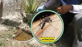 ¡Atención! Encuentran especie nueva de mosquito transmisor del dengue en el Caribe